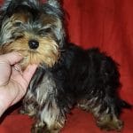 King-male-Yorkshire-Terrier-puppy-for-sale-4