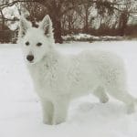Leroy-male-White-Swiss-Shepherd-puppy-for-sale-1