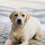 Lessi-female-Labrador-retriever -puppy-for-sale-2
