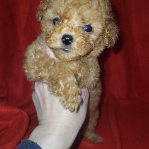 Lincoln Toy Poodle