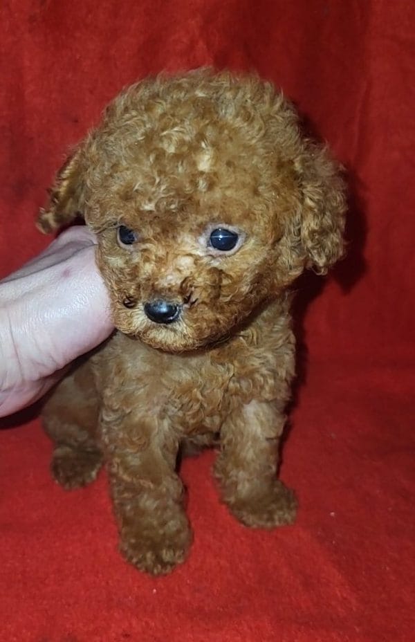 Lorancy Toy Poodle