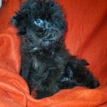 Marla-female-Maltipoo-puppy-for-sale-1