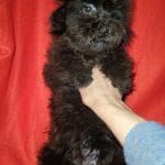 Marla-female-Maltipoo-puppy-for-sale-2