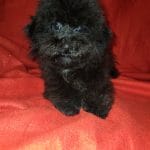 Marla-female-Maltipoo-puppy-for-sale-4