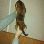 Matilda-female-Miniature-Dachshund-puppy-for-sale-4