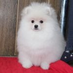 Monica-female-Pomeranian puppy-for-sale-2