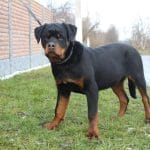 Radller-male-Rottweiler-puppy-for-sale-1