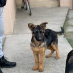 Riana-female-german shepherd-puppy-for-sale-02