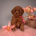 Sabrina-female-Toy-Poodle-puppy-for-sale-1