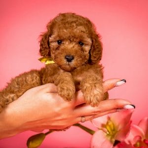 Salvia Toy Poodle