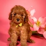 Eithan Toy Poodle