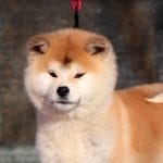 Sharo-female-Akita-puppy-for-sale- (6)