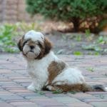 Sherlok-male-Shih-Tzu-puppy-for-sale-1
