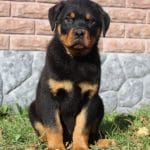 Solomon-male-Rottweiler-puppy-for-sale-4