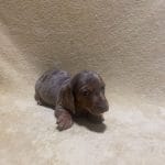 Stitch-male-dachshund-puppy-for-sale-01