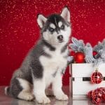 Wendy-female-Siberian-husky-puppy-for-sale-1