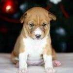 Alana-female-Basenji-puppy-for-sale- (3)