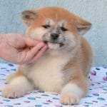 Amber-female-akita-puppy-for-sale-02