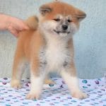 Amber-female-akita-puppy-for-sale-03