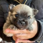 Aylmer-male-german-spitz-puppy-for-sale01