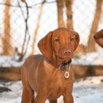 Happy-male-Hungarian-Vizsla-puppy-for-sale-4
