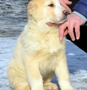Ilzar Central Asian Shepherd Dog