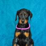 Inez-female-dobermann-puppy-for-sale02