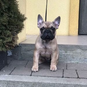 Infant French Bulldog