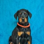 Iola-female-dobermann-puppy-for-sale02