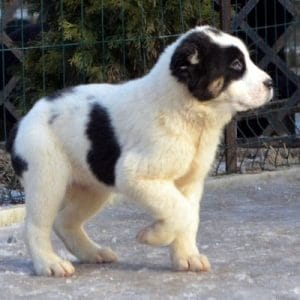 Janna Central Asian Shepherd Dog