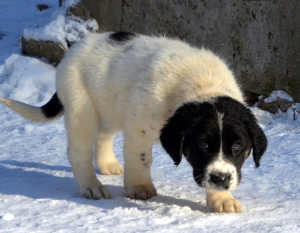 Jazira Central Asian Shepherd Dog
