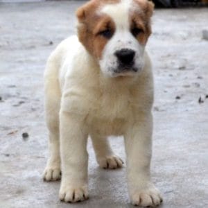 Kiana Central Asian Shepherd Dog